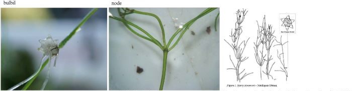 Image and line drawing of Starry stonewort